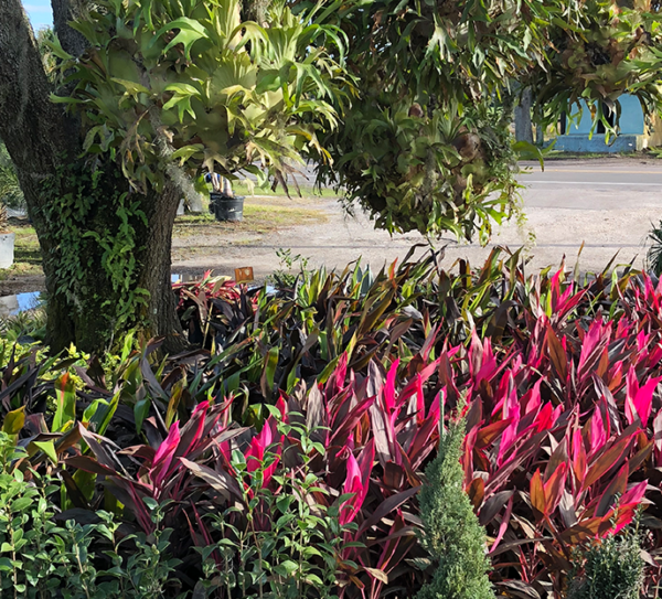 Tree Care Tampa Bay Tree Service and Retail Plant Nursery Nursery